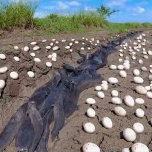 Farmer Discovers Unidentified Extraterrestrial Eggs in His Cornfield—What Hatched Will Leave You Completely Speechless!